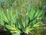 Allium nutans