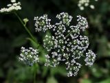 Chaerophyllum aromaticum