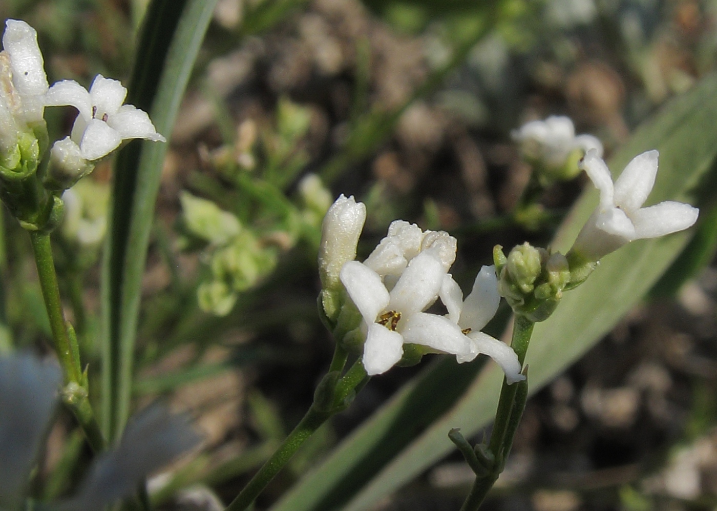 Изображение особи Asperula petraea.