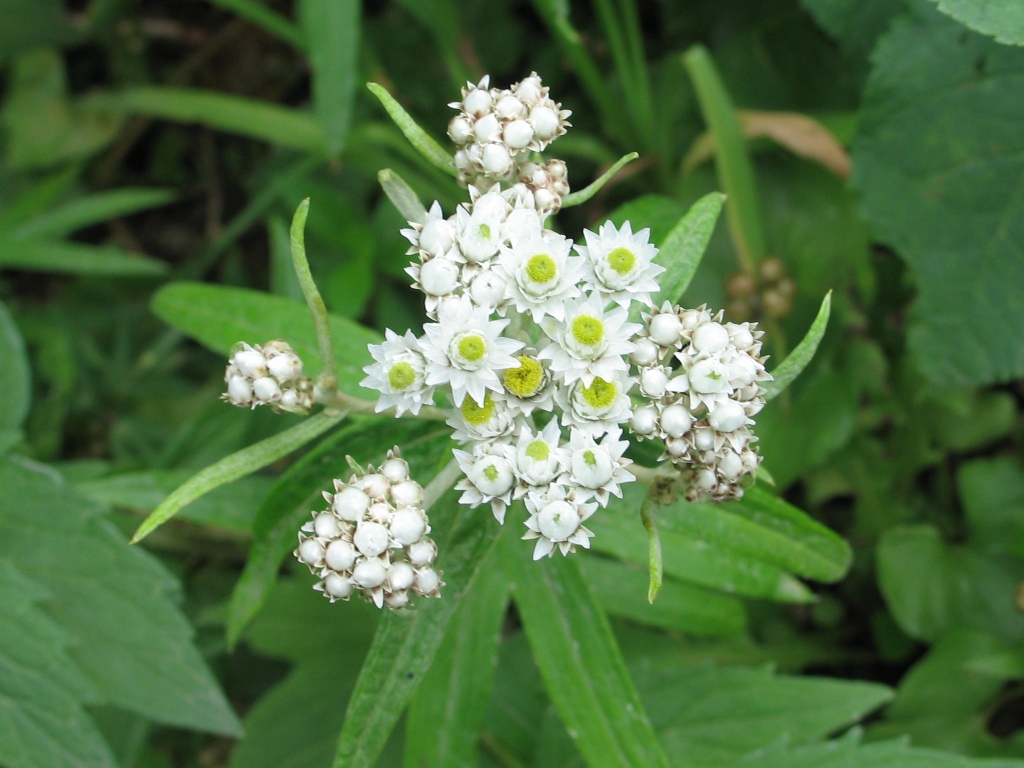 Изображение особи Anaphalis margaritacea.