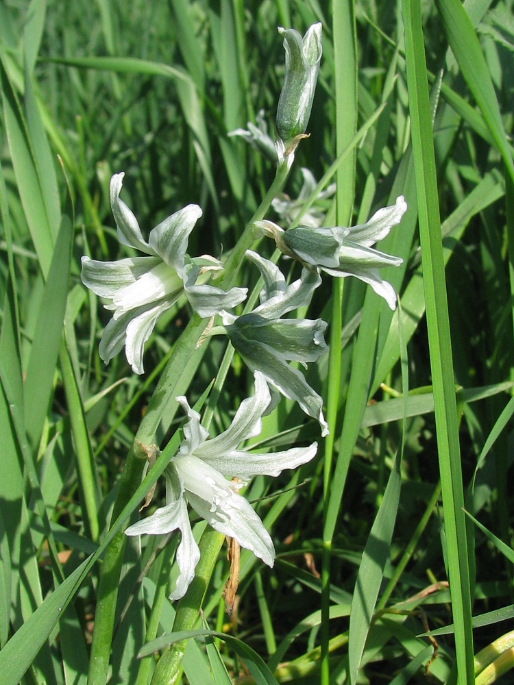 Изображение особи Ornithogalum boucheanum.