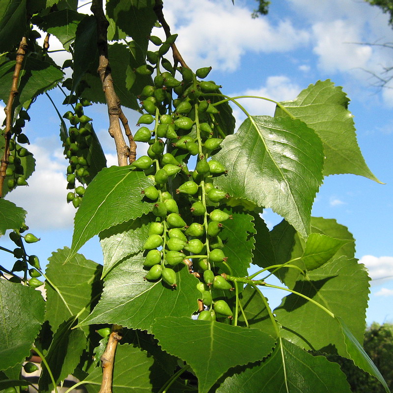 Изображение особи Populus &times; canadensis.