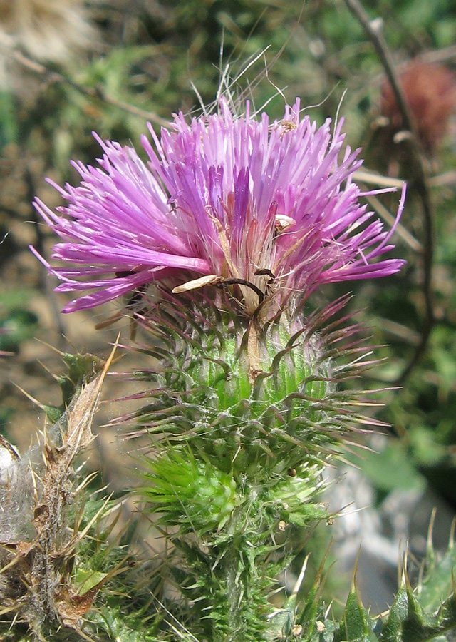 Изображение особи Carduus uncinatus ssp. davisii.