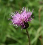 Cirsium heterophyllum. Частное соцветие. Костромская обл., Судиславский р-н, окр. дер. Раково, луг возле железной дороги. 03.07.2015.