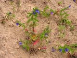 Scutellaria strigillosa. Цветущие растения на осыпном приморском склоне. Хабаровский край, Ванинский р-н, бух. Сизиман. 10.08.2013.