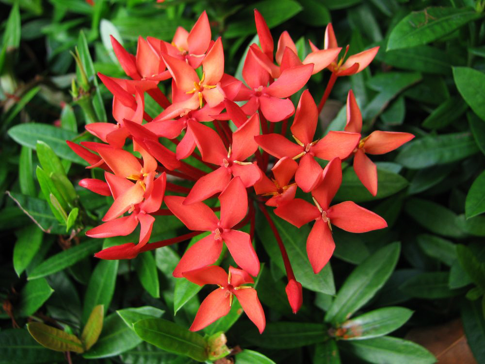 Изображение особи Ixora coccinea.