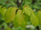 Fagus orientalis. Молодые листья. Краснодарский край, Апшеронский р-н, окр. пос. Мезмай, хр. Гуама, Орлиная скала, широколиственный лес. 28.04.2014.