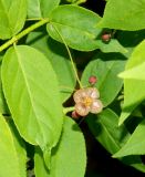 Euonymus verrucosus