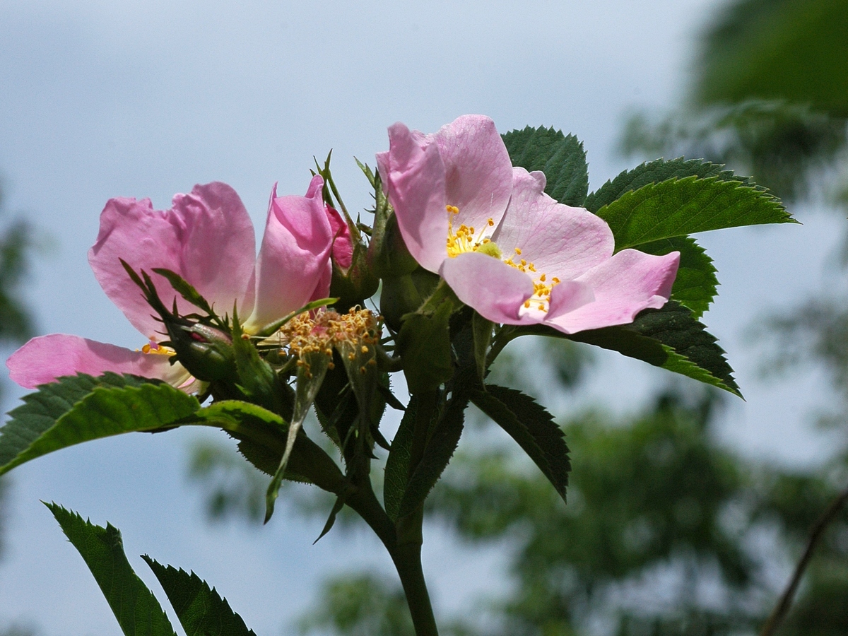 Изображение особи Rosa laxa.