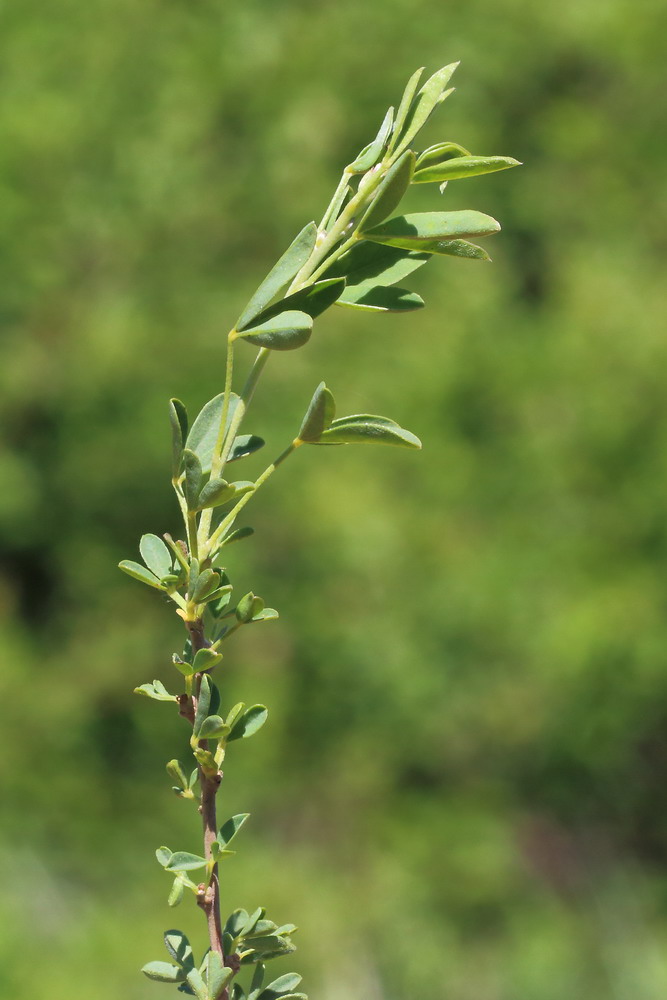 Изображение особи Chamaecytisus ruthenicus.