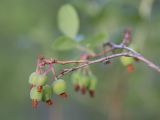 Vaccinium uliginosum