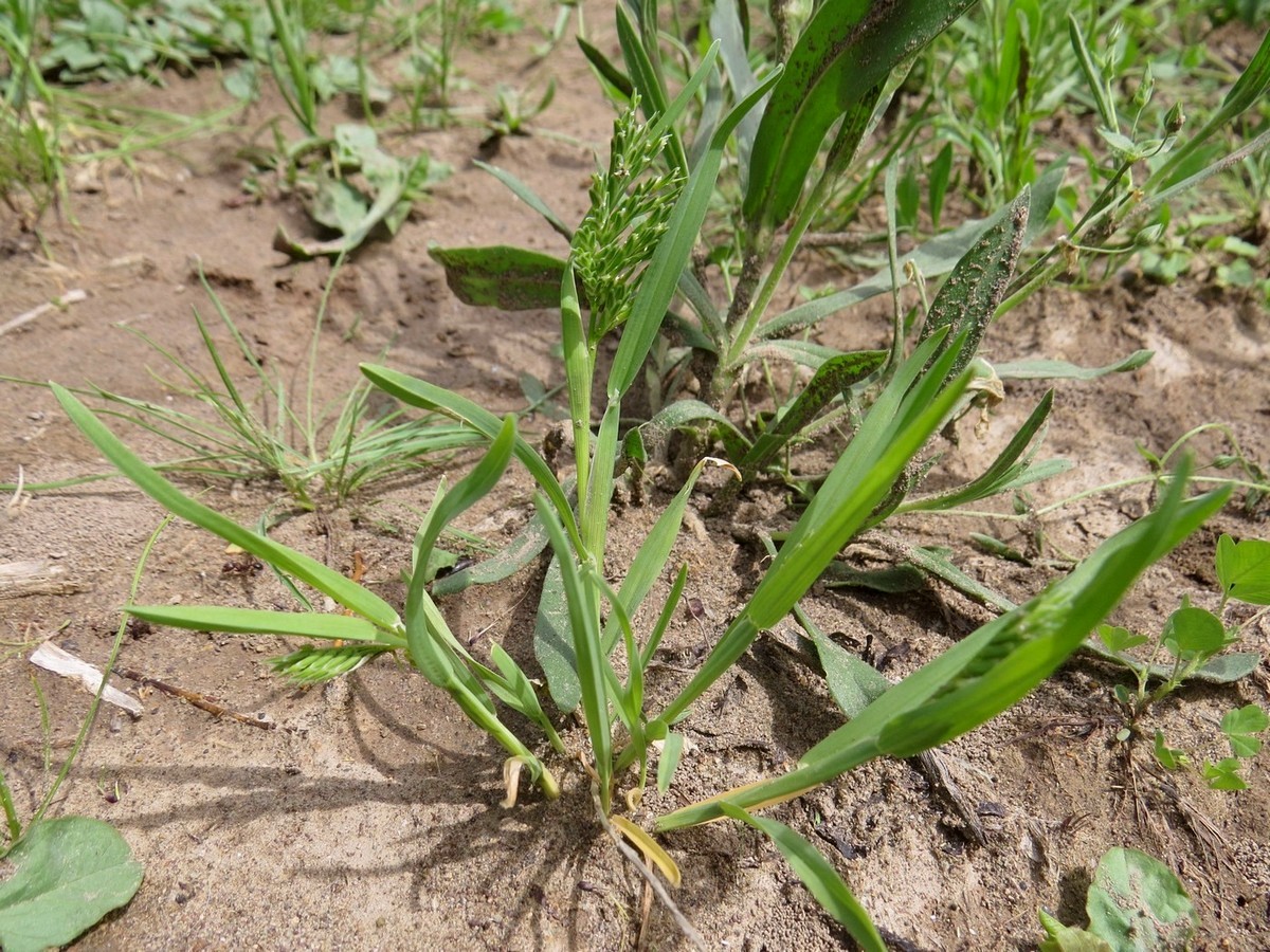 Изображение особи Sclerochloa dura.