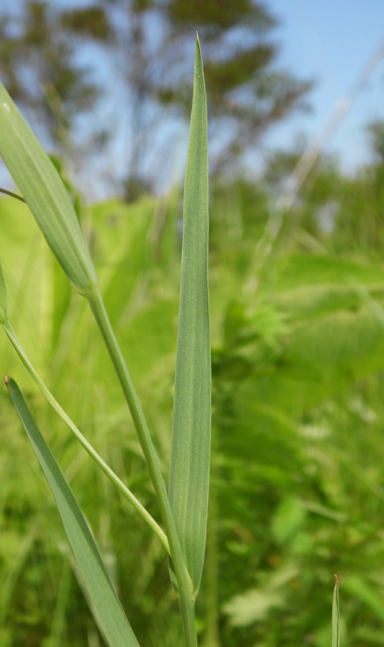 Изображение особи Lathyrus nissolia.