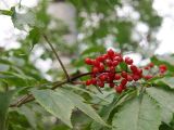 Sambucus racemosa. Соплодие. Санкт-Петербург, Пискарёвский парк. 31.07.2009.