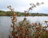 Sambucus racemosa. Верхушка расцветающего куста, растущего на крепостном валу. Ленинградская обл., с. Старая Ладога, музей-заповедник Староладожская крепость. 05.05.2014.