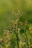 Juncus articulatus