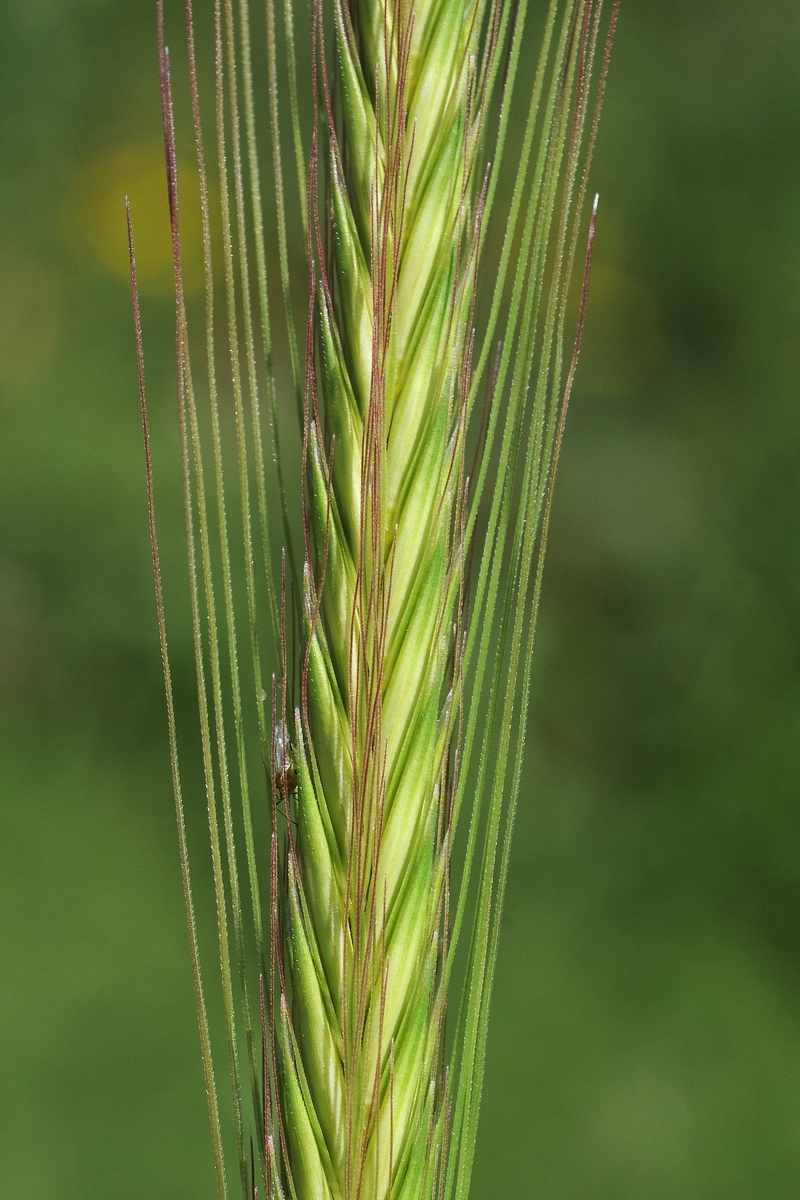 Изображение особи Hordeum bulbosum.