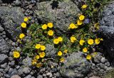 Potentilla gelida