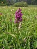 Dactylorhiza &times; aschersoniana