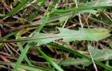 Taraxacum bessarabicum