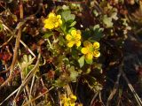 Ranunculus pygmaeus. Цветущие растения (вид сверху). Магаданская обл., окр. Магадана, п-ов Старицкого, нивальная лужайка. 23.06.2012.