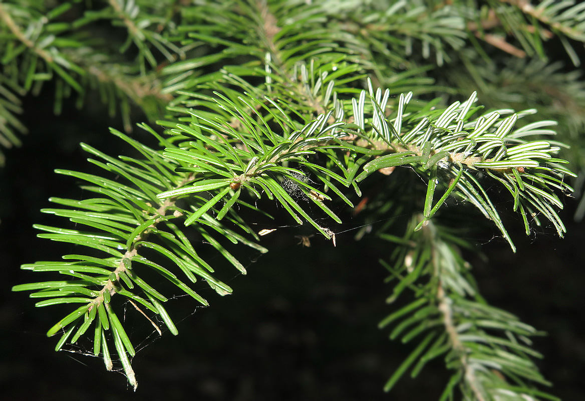 Изображение особи Abies sachalinensis.