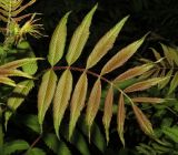 Sorbaria sorbifolia