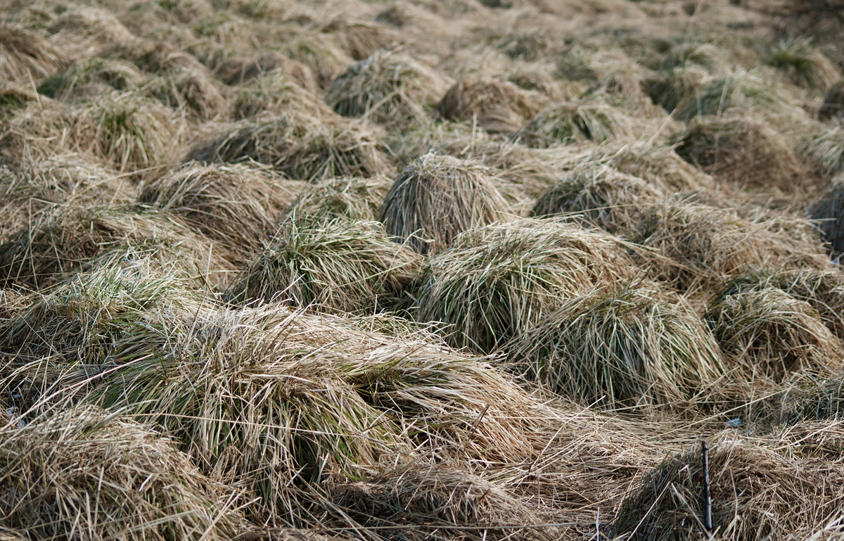 Изображение особи Deschampsia cespitosa.