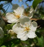 Malus baccata. Цветки. Восточный Казахстан, Глубоковский р-н, окр. с. Бобровка, луг. 19.05.2017.