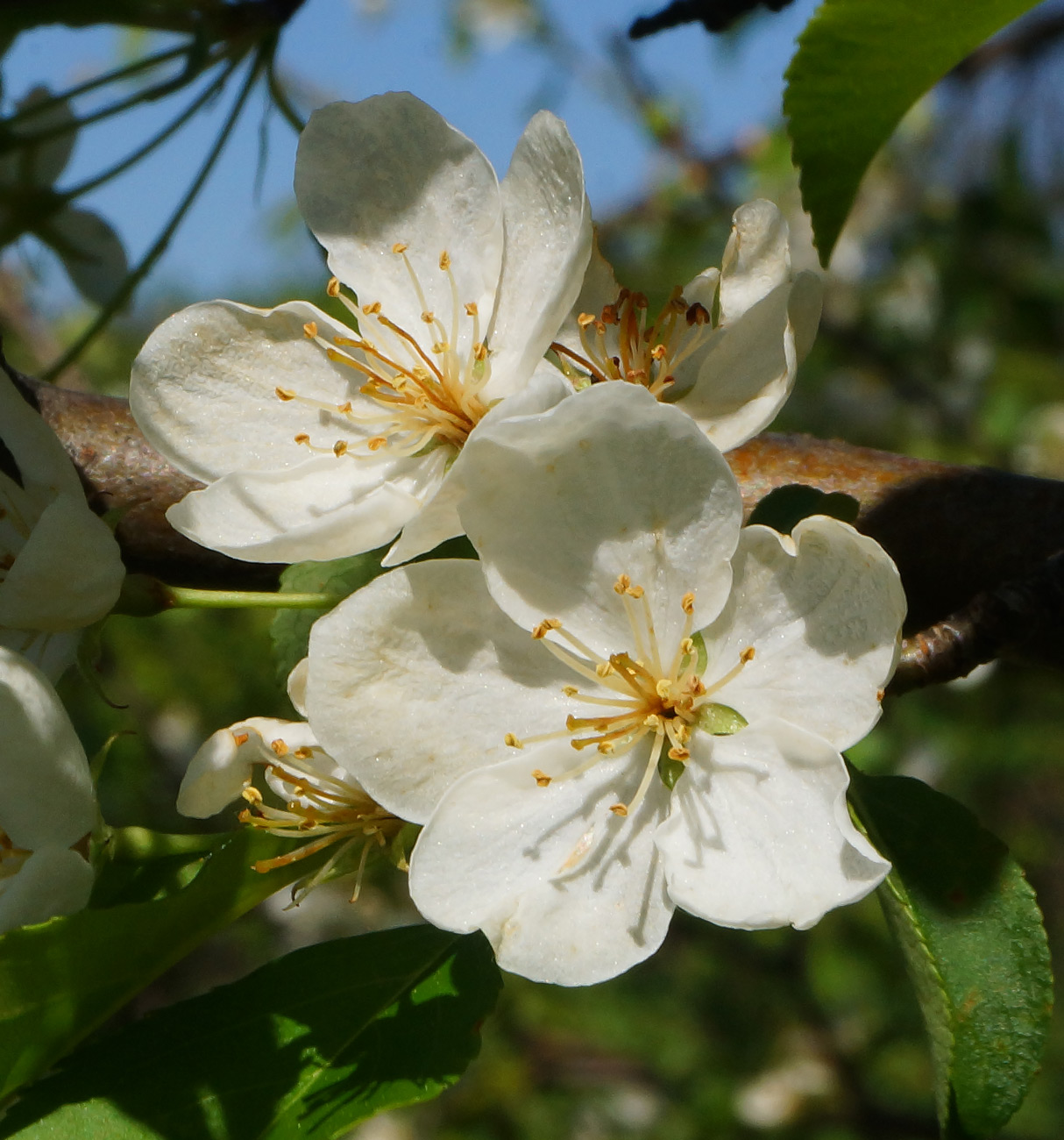 Изображение особи Malus baccata.