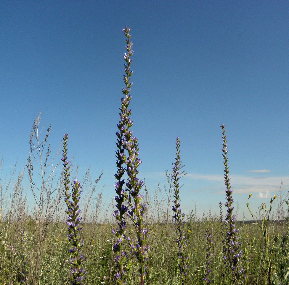 Image of Campanula macrostachya specimen.