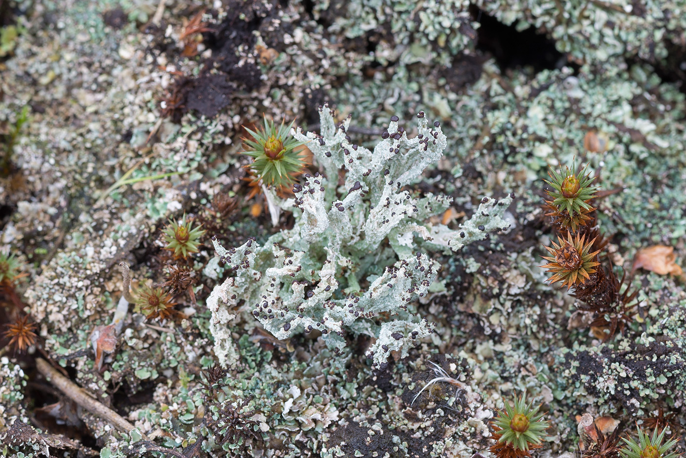 Изображение особи Cladonia cariosa.