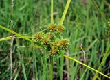 Cyperus eragrostis