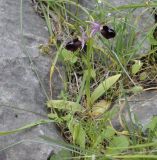 Ophrys ferrum-equinum