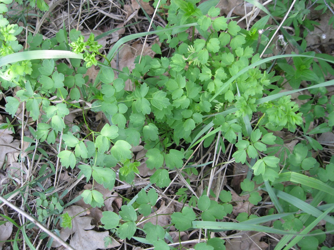 Image of Thalictrum minus specimen.