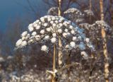 Heracleum sosnowskyi. Верхняя часть высохшего растения, запорошенная снегом. Московская обл., Талдомский р-н, окраина дер. Ельцыново. 06.01.2019.