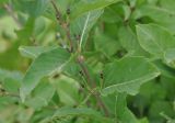 Lonicera orientalis. Часть побега с соцветиями с завязавшимися плодами. Грузия, Душетский муниципалитет, правый берег р. Абуделаури в нижнем течении, выс. ок. 2200 м н.у.м., субальпийский луг. 02.08.2018.