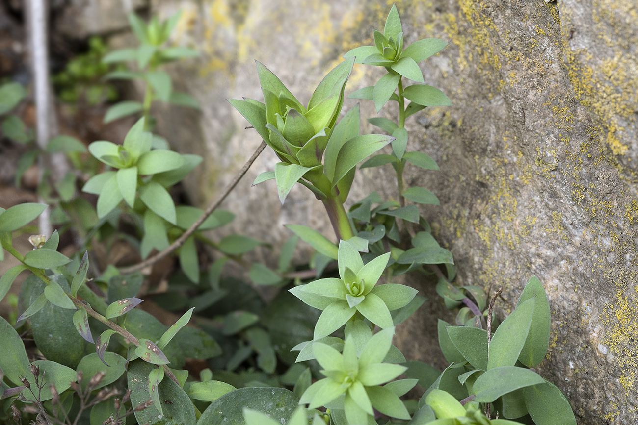 Изображение особи Linaria genistifolia.