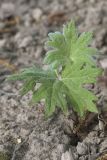 Petasites tatewakianus