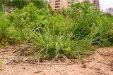 Carex spicata