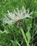 Centaurea cheiranthifolia. Верхушка побега с соцветием. Дагестан, Акушинский р-н, окр. с. Акуша, ок. 2000 м н.у.м., луг. 06.06.2019.