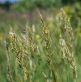 Anthoxanthum odoratum. Соцветие. Пермский край, г. Пермь, Кировский р-н, пос. Кировский, дол. р. Заборная, сырой луг. 15.06.2020.