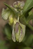 Polygala supina