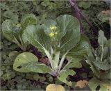 Brassica разновидность chinensis