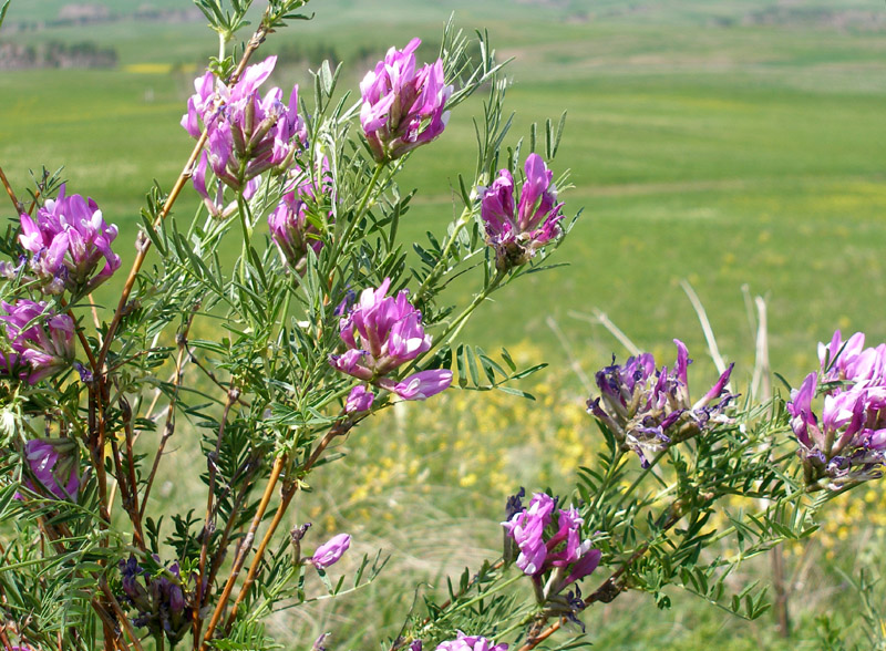 Изображение особи Astragalus oropolitanus.