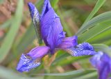 Iris sibirica