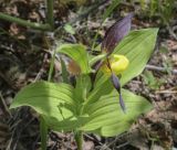 Cypripedium calceolus