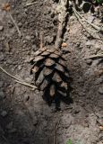 Pinus sylvestris подвид hamata