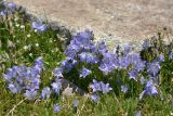 Campanula biebersteiniana