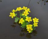 Caltha palustris